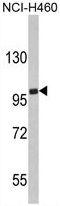 Erythrocyte Membrane Protein Band 4.1 Like 4B antibody, GTX81687, GeneTex, Western Blot image 