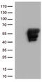 GFAP antibody, TA500336, Origene, Western Blot image 