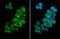 Peroxisomal Biogenesis Factor 19 antibody, NBP2-43757, Novus Biologicals, Immunocytochemistry image 