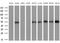 SRBC antibody, NBP2-46534, Novus Biologicals, Western Blot image 