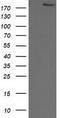 SNF2 Histone Linker PHD RING Helicase antibody, CF501444, Origene, Western Blot image 