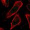 COP9 Signalosome Subunit 4 antibody, PA5-57863, Invitrogen Antibodies, Immunofluorescence image 