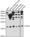 Protein Tyrosine Phosphatase 4A2 antibody, A15335, ABclonal Technology, Western Blot image 