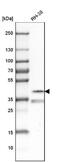 Paired Like Homeodomain 3 antibody, NBP1-92274, Novus Biologicals, Western Blot image 