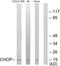DNA Damage Inducible Transcript 3 antibody, LS-C117859, Lifespan Biosciences, Western Blot image 