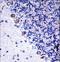 Colony Stimulating Factor 1 Receptor antibody, LS-C164350, Lifespan Biosciences, Immunohistochemistry paraffin image 
