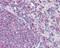 Actin Gamma 1 antibody, GTX101794, GeneTex, Immunohistochemistry paraffin image 