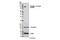 Catenin Alpha 1 antibody, 13061S, Cell Signaling Technology, Western Blot image 