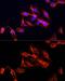 Clustered Mitochondria Homolog antibody, GTX66049, GeneTex, Immunocytochemistry image 