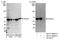 Protein Phosphatase, Mg2+/Mn2+ Dependent 1B antibody, NB110-38886, Novus Biologicals, Western Blot image 