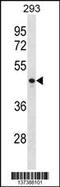 Cyclin J antibody, 60-038, ProSci, Western Blot image 