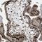 Zinc Finger Protein 250 antibody, NBP1-81052, Novus Biologicals, Immunohistochemistry frozen image 