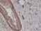 Actin Alpha 2, Smooth Muscle antibody, M01072-4, Boster Biological Technology, Immunohistochemistry frozen image 