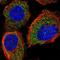 Pappalysin 2 antibody, NBP1-87339, Novus Biologicals, Immunofluorescence image 