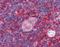 Actin Related Protein 2/3 Complex Subunit 1B antibody, orb88426, Biorbyt, Immunohistochemistry paraffin image 