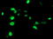 Uracil DNA Glycosylase antibody, TA503563, Origene, Immunofluorescence image 