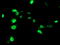 DGU antibody, TA503563, Origene, Immunofluorescence image 