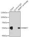 RB Binding Protein 7, Chromatin Remodeling Factor antibody, 22-594, ProSci, Immunoprecipitation image 