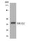 Olfactory Receptor Family 1 Subfamily D Member 2 antibody, LS-C200327, Lifespan Biosciences, Western Blot image 