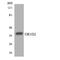 Olfactory Receptor Family 1 Subfamily D Member 2 antibody, LS-C200327, Lifespan Biosciences, Western Blot image 