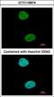 TFIIIC90 antibody, LS-C155584, Lifespan Biosciences, Immunofluorescence image 