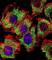 Enolase 1 antibody, abx032850, Abbexa, Western Blot image 
