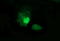 p38 MAPK antibody, LS-C787867, Lifespan Biosciences, Immunofluorescence image 