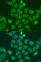 Ubiquitin-conjugating enzyme E2 A antibody, 14-485, ProSci, Immunofluorescence image 