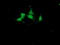 Cystatin-S antibody, M07438, Boster Biological Technology, Immunofluorescence image 