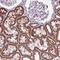 LFNG O-Fucosylpeptide 3-Beta-N-Acetylglucosaminyltransferase antibody, HPA069130, Atlas Antibodies, Immunohistochemistry paraffin image 