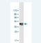 Oxysterol Binding Protein antibody, H00005007-M01-100ug, Novus Biologicals, Western Blot image 