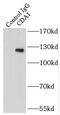 Testis-specific Y-encoded-like protein 2 antibody, FNab01513, FineTest, Immunoprecipitation image 