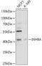 Inhibin Subunit Beta A antibody, GTX33267, GeneTex, Western Blot image 