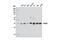 RAD51 Recombinase antibody, 8875S, Cell Signaling Technology, Western Blot image 