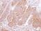Tyrosine 3-Monooxygenase/Tryptophan 5-Monooxygenase Activation Protein Gamma antibody, PA5-29690, Invitrogen Antibodies, Immunohistochemistry frozen image 