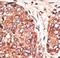 MAF BZIP Transcription Factor K antibody, LS-C100461, Lifespan Biosciences, Immunohistochemistry frozen image 