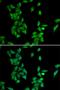 Annexin A4 antibody, LS-B12911, Lifespan Biosciences, Immunofluorescence image 