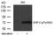 Protein Tyrosine Phosphatase Non-Receptor Type 11 antibody, 79-236, ProSci, Western Blot image 