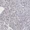 MORC Family CW-Type Zinc Finger 2 antibody, PA5-51390, Invitrogen Antibodies, Immunohistochemistry paraffin image 