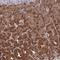 Cyclin N-Terminal Domain Containing 2 antibody, HPA045615, Atlas Antibodies, Immunohistochemistry frozen image 