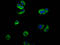 Nectin Cell Adhesion Molecule 4 antibody, LS-C680939, Lifespan Biosciences, Immunofluorescence image 