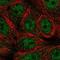 Semaphorin 4A antibody, NBP2-57663, Novus Biologicals, Immunofluorescence image 