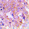 Eukaryotic Translation Elongation Factor 2 antibody, LS-C356006, Lifespan Biosciences, Immunohistochemistry paraffin image 