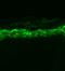 Sodium Voltage-Gated Channel Alpha Subunit 9 antibody, LS-C230755, Lifespan Biosciences, Immunofluorescence image 