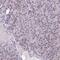 Barrier To Autointegration Factor 1 antibody, PA5-58710, Invitrogen Antibodies, Immunohistochemistry paraffin image 