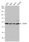 Adenosine Deaminase 2 antibody, GTX116199, GeneTex, Western Blot image 