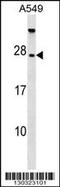 TBC1 Domain Family Member 28 antibody, 58-506, ProSci, Western Blot image 