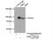 Progesterone Immunomodulatory Binding Factor 1 antibody, 14413-1-AP, Proteintech Group, Immunoprecipitation image 