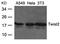 Twist-related protein 2 antibody, A04422, Boster Biological Technology, Western Blot image 