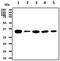 BRCA1/BRCA2-Containing Complex Subunit 3 antibody, MBS200155, MyBioSource, Western Blot image 